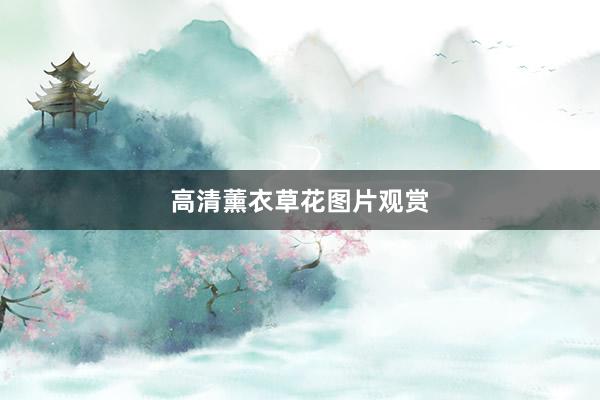高清薰衣草花图片观赏